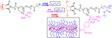 Graphical abstract: Synthesis of branched bottlebrushes by the combination of ATRP, Pd(ii)-initiated isocyanide polymerization, and ROMP