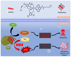 Graphical abstract: A new iron(iii) complex-functionalized selenium nanowires (Fe@SeNWs) for potential phototherapeutic applications with red light
