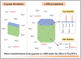 Graphical abstract: Simultaneous effect of Na2EDTA on the phase transformation and morphology evolution during the transformation of gypsum into α-calcium sulfate hemihydrate