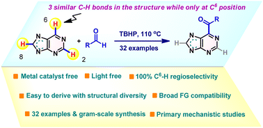 Graphical abstract: Metal-free, direct acylation of purines to access C6-acylated purine derivatives induced by TBHP via Minisci-type reaction