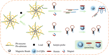 Graphical abstract: A fluorescent DNAzyme-based biosensor for the detection of lead ions using carbon quantum dots prepared from grapefruit peel