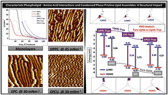 Graphical abstract: Structure and interaction in 2D organized assemblies of cationic lipids with tryptophan: an experimental and computational investigation