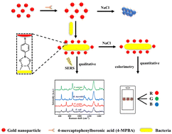 Graphical abstract: A novel SERS and colorimetry synergistic strategy for rapid bacterial detection