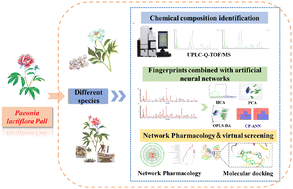 Graphical abstract: Application of UPLC-Q-TOF-MS with chemometric analysis and network pharmacology for comparison of different species: Paeonia lactiflora Pall. as an example