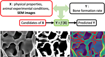 Graphical abstract: Prediction of bone formation rate of bioceramics using machine learning and image analysis