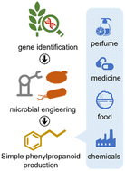 Graphical abstract: Simple phenylpropanoids: recent advances in biological activities, biosynthetic pathways, and microbial production
