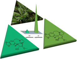 Graphical abstract: Scalemic natural products