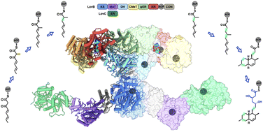 Graphical abstract: Structural enzymology of iterative type I polyketide synthases: various routes to catalytic programming