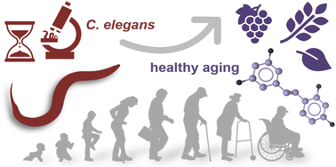 Graphical abstract: The role of Caenorhabditis elegans in the discovery of natural products for healthy aging