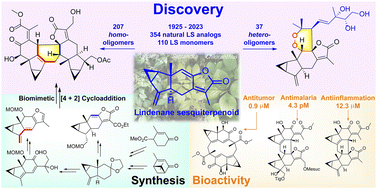 Graphical abstract: Chemistry and bioactivity of lindenane sesquiterpenoids and their oligomers