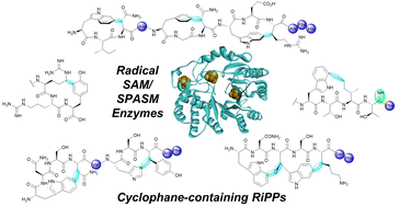 Graphical abstract: Bacterial cyclophane-containing RiPPs from radical SAM enzymes