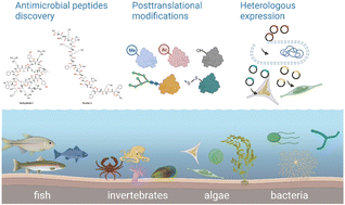 Graphical abstract: Embracing the era of antimicrobial peptides with marine organisms