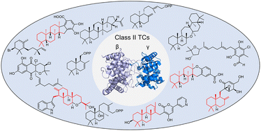 Graphical abstract: Class II terpene cyclases: structures, mechanisms, and engineering