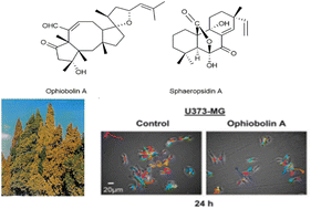 Graphical abstract: The incredible story of ophiobolin A and sphaeropsidin A: two fungal terpenes from wilt-inducing phytotoxins to promising anticancer compounds
