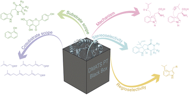 Graphical abstract: Structural insights into the diverse prenylating capabilities of DMATS prenyltransferases