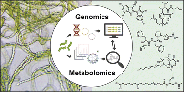 Graphical abstract: Harnessing the potential: advances in cyanobacterial natural product research and biotechnology