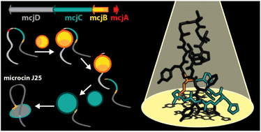 Graphical abstract: The pearl jubilee of microcin J25: thirty years of research on an exceptional lasso peptide