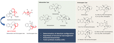 Graphical abstract: Vallesamidine and schizozygane alkaloids: rearranged monoterpene indole alkaloids and synthetic endeavours