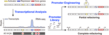Graphical abstract: Promoter engineering of natural product biosynthetic gene clusters in actinomycetes: concepts and applications