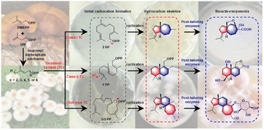 Graphical abstract: Biosynthesis of fungal terpenoids