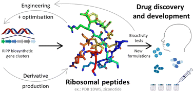 Graphical abstract: Opportunities and challenges of RiPP-based therapeutics