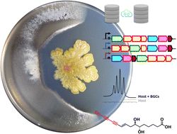 Graphical abstract: Bacterial polyynes uncovered: a journey through their bioactive properties, biosynthetic mechanisms, and sustainable production strategies