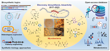 Graphical abstract: Recent advances in discovery and biosynthesis of natural products from myxobacteria: an overview from 2017 to 2023