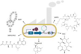 Graphical abstract: Bacillus subtilis as a host for natural product discovery and engineering of biosynthetic gene clusters