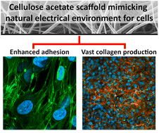 Graphical abstract: Mimicking natural electrical environment with cellulose acetate scaffolds enhances collagen formation of osteoblasts