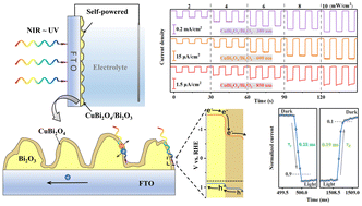 Graphical abstract: Ultrathin CuBi2O4 on a bipolar Bi2O3 nano-scaffold: a self-powered broadband photoelectrochemical photodetector with improved responsivity and response speed
