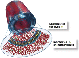 Graphical abstract: Formation of ssDNA nanotubes from spherical micelles and their use as a delivery vehicle for chemotherapeutics and senolytics to triple negative breast cancer cells
