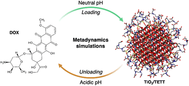 Graphical abstract: Metadynamics simulations for the investigation of drug loading on functionalized inorganic nanoparticles