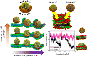 Graphical abstract: Computational investigation on lipid bilayer disruption induced by amphiphilic Janus nanoparticles: combined effect of Janus balance and charged lipid concentration