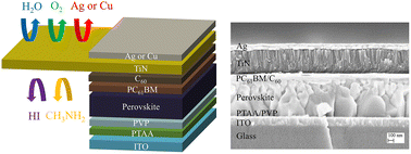 Graphical abstract: High-performance p–i–n perovskite photodetectors and image sensors with long-term operational stability enabled by a corrosion-resistant titanium nitride back electrode