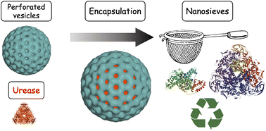 Graphical abstract: Fluorinated dendritic amphiphiles, their stomatosome aggregates and application in enzyme encapsulation