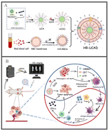 Graphical abstract: Erythrocyte membrane-camouflaged DNA-functionalized upconversion nanoparticles for tumor-targeted chemotherapy and immunotherapy