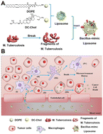 Graphical abstract: Preparation of Bacillus-mimic liposomes destroying TAMs for the treatment of cancer