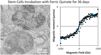 Graphical abstract: Biomineralization of magnetic nanoparticles in stem cells