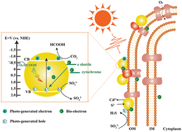 Graphical abstract: Enhanced photocatalytic CO2 reduction on biomineralized CdS via an electron conduit in bacteria