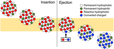 Graphical abstract: Non-equilibrium transport of nanoparticles across the lipid membrane