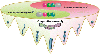 Graphical abstract: Achieving higher hierarchical structures by cooperative assembly of tripeptides with reverse sequences