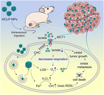 Graphical abstract: Dual-inhibition of lactate metabolism and Prussian blue-mediated radical generation for enhanced chemodynamic therapy and antimetastatic effect