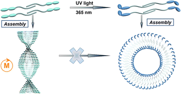 Graphical abstract: Solvent-resolved self-assemblies of cholesteryl–cyanostilbene conjugates with photo- and thermo-responsiveness
