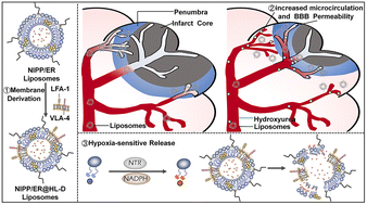 Graphical abstract: Enhanced brain delivery of hypoxia-sensitive liposomes by hydroxyurea for rescue therapy of hyperacute ischemic stroke