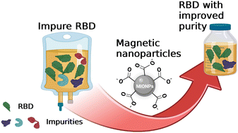 Graphical abstract: Efficient capture of recombinant SARS-CoV-2 receptor-binding domain (RBD) with citrate-coated magnetic iron oxide nanoparticles