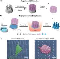 Graphical abstract: The influence of dysfunctional actin on polystyrene-nanotube-mediated mRNA nanoinjection into mammalian cells