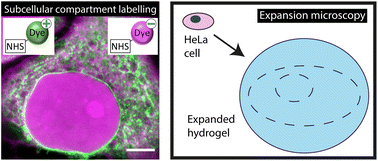 Graphical abstract: Differential labelling of human sub-cellular compartments with fluorescent dye esters and expansion microscopy
