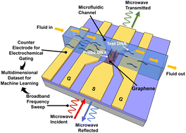 Graphical abstract: Electrochemically-gated graphene broadband microwave waveguides for ultrasensitive biosensing