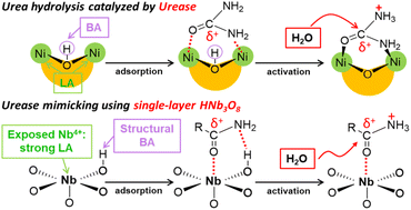 Graphical abstract: Single-layer HNb3O8 with strong and nearby Lewis and Brønsted acid sites boosts amide bond hydrolysis for urease mimicking