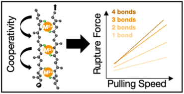 Graphical abstract: Bond clusters control rupture force limit in shear loaded histidine-Ni2+ metal-coordinated proteins